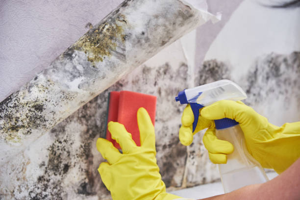 Why You Should Choose Our Mold Remediation Services in Pink, OK